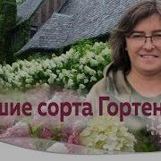 Ты Узнаешь Её Из Тысячи