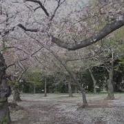 Cherry Blossoms Falling Beautifully