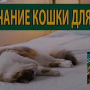 Мурчание Кошки Для Сна