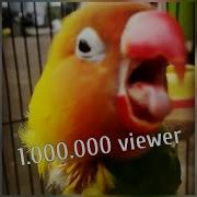 Lovebird Birahi