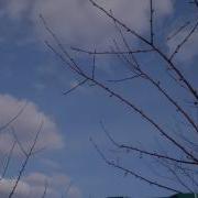 Скворцы Летят На Родину Ждем