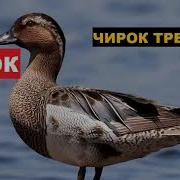 Чирок Трескунок Призыв