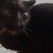 Angry Black Cat Yowling