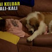 Main Dengan Anjing