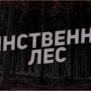 Страшные Истории На Ночь Таинственный Лес