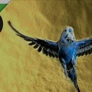 Parakeet