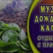 Звуки Капель После Дождя Музыка Капель