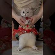 Cat Jumping