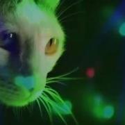 Meow Meow Meow Meow Meow Original Mix