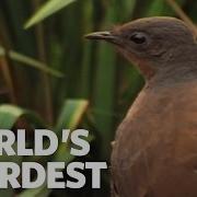 Bird Alarm