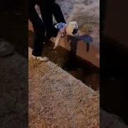 Суруди Афгони Дар Бораи Писар