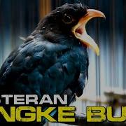 Tengkek Buto Suara Jernih