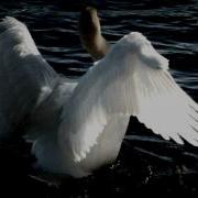 Tchaikovsky Swan Lake Swan Theme