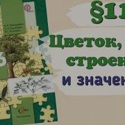 Биология 6 Класс Параграф 11 Понаморёва