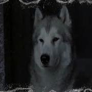Посвящается Собакам Хаски Dedicated Husky Dogs