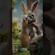 I M A Rabbit