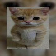 Dancing Cats Go Kitty Go Speed Up