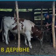 Да Да Жизнь