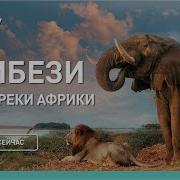 Bbc Про Животных