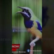 Masteran Kunti Durasi Pendek