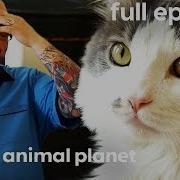 Cat Chase