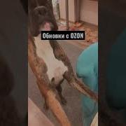 Шандор Шандор