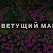 Вальс Цветущий Май