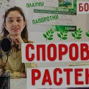 Изучение В Начальной Школе Отделы Мохообразные Хвощевые Папоротникообразные