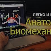 Биомеханика Мышц