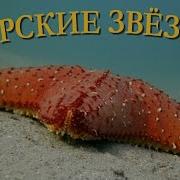 Морские Звёзды