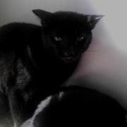 Angry Black Cat
