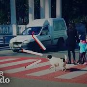 Kupata Stray Dog