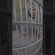 Кекилик Короз