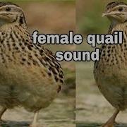 Batair Sound