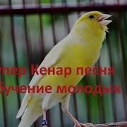 Плановая Песня Кенаря