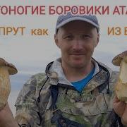 Дальневосточный Млечник