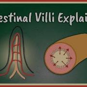 Vili Vili