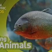 Piranha