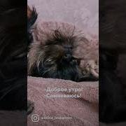 С Добрым Утром Сомневаюсь Из Квн