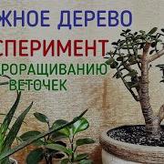 Денежное Дерево