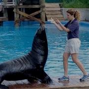 Sea Lion