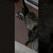 Кот О Боже Какой Мужчина