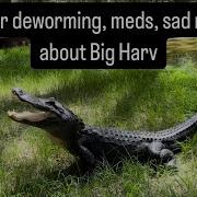 Gator