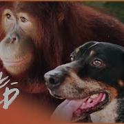 Unique Animals