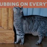 Cat Rubbing