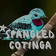 Cayana