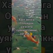 Хаёт Гузал