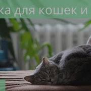 Музыка Для Кошек И Котов Успокойте Ваших Кошек Музыкой Беспокойством