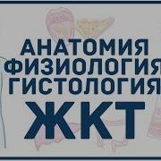 Желудочно Кишечный Тракт Анатомия