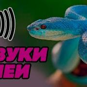 Звуки Змеи